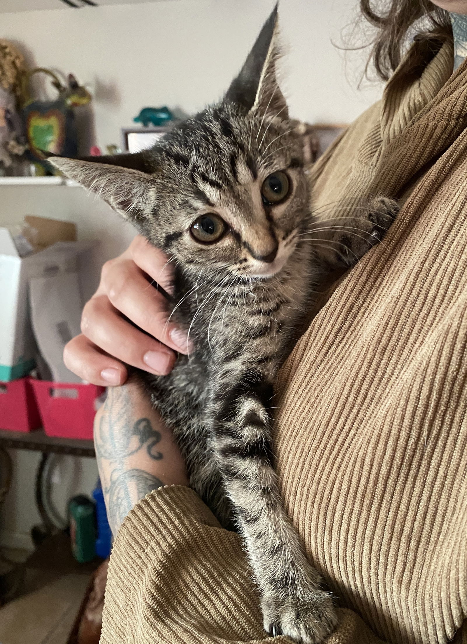 adoptable Cat in Chandler, AZ named RU