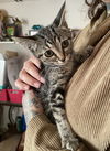 adoptable Cat in Chandler, AZ named RU