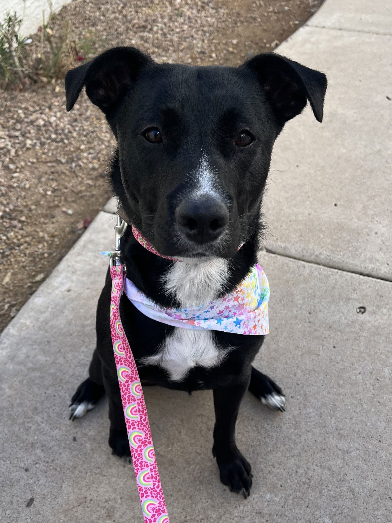 adoptable Dog in Chandler, AZ named MAISIE #3