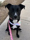 adoptable Dog in  named MAISIE #3