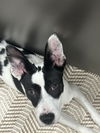 adoptable Dog in Chandler, AZ named OREO #8
