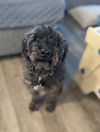 adoptable Dog in Chandler, AZ named ROOMBA