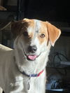adoptable Dog in Chandler, AZ named DAVEY