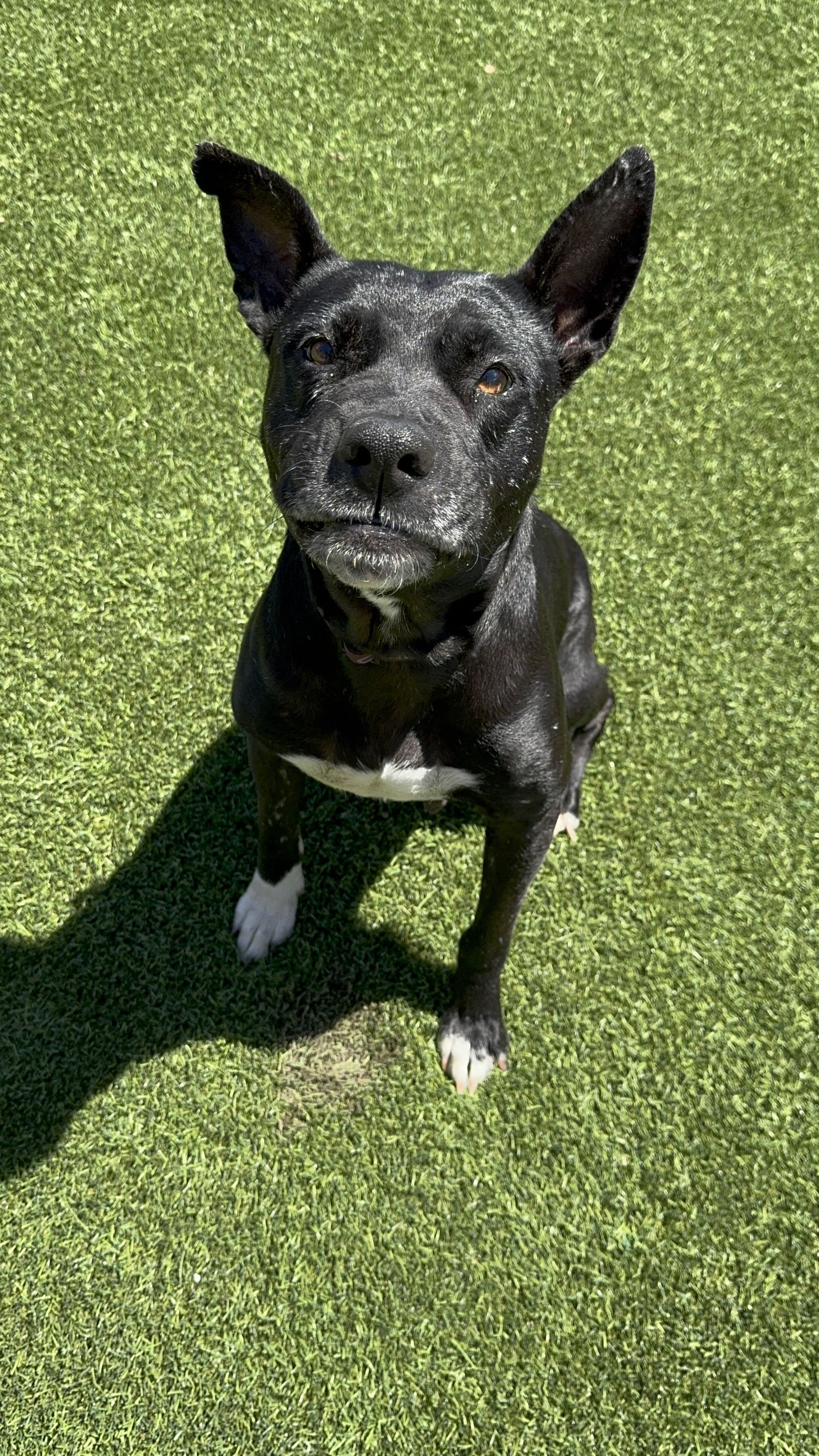 adoptable Dog in Chandler, AZ named MAYA #5