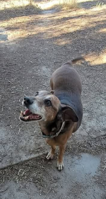 Photo of SNICKERS & BUDDY