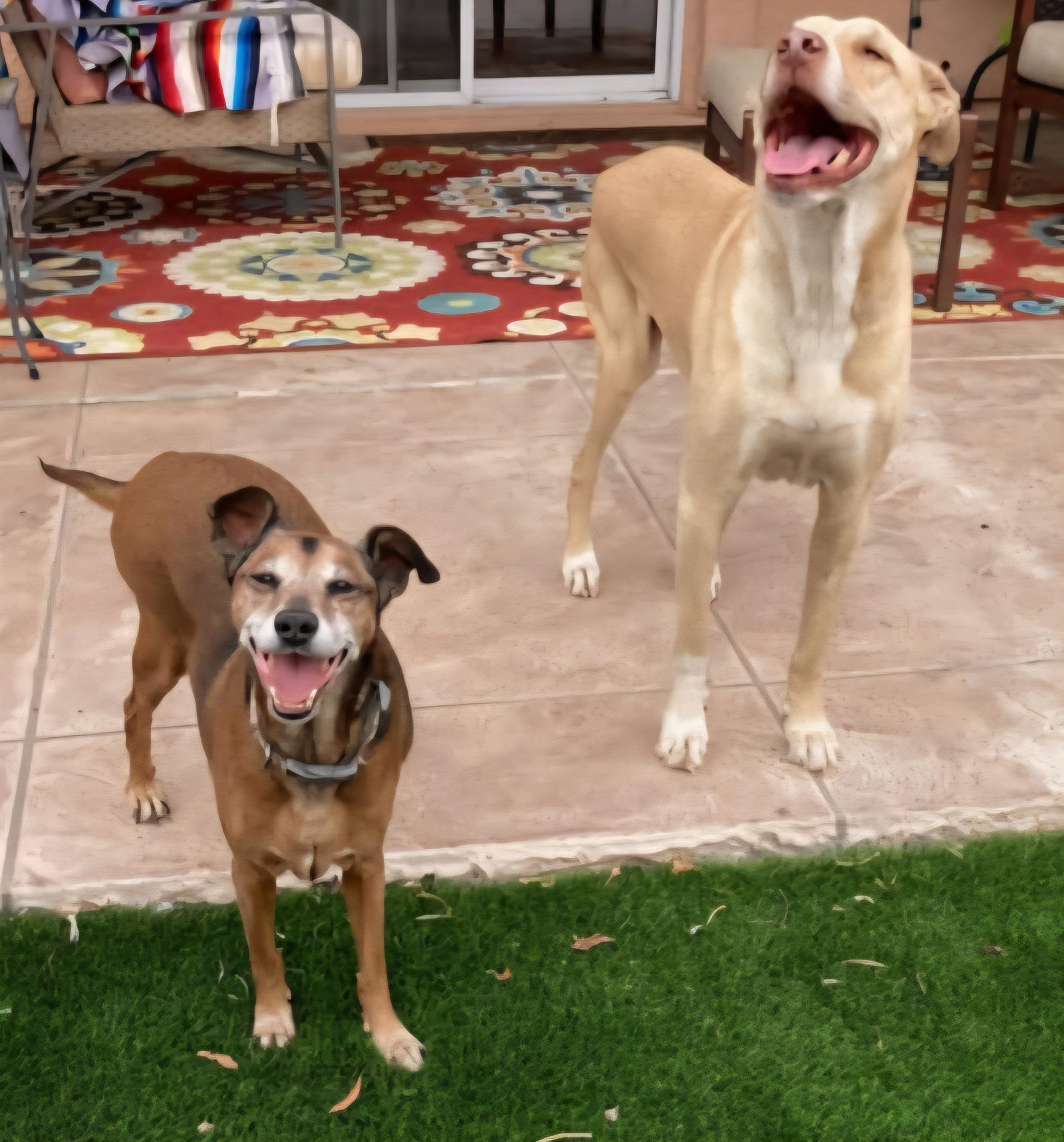 SNICKERS & BUDDY Image