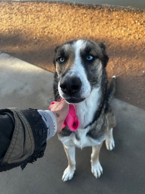 adoptable Dog in Chandler, AZ named FRANKIE #4