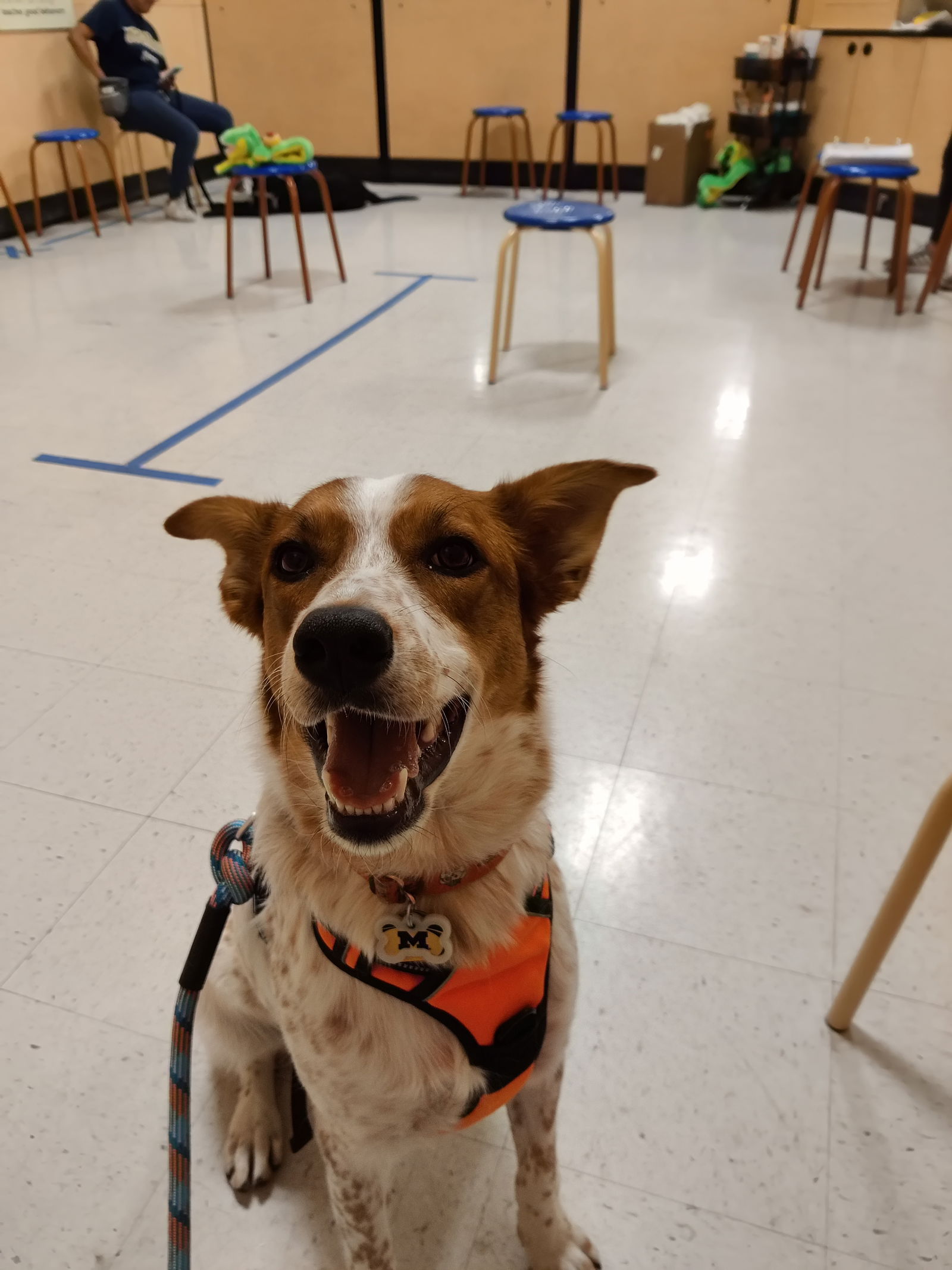 adoptable Dog in Chandler, AZ named COOPER #14