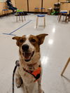 adoptable Dog in , AZ named COOPER #14