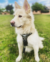 adoptable Dog in , AZ named FLOKI #2