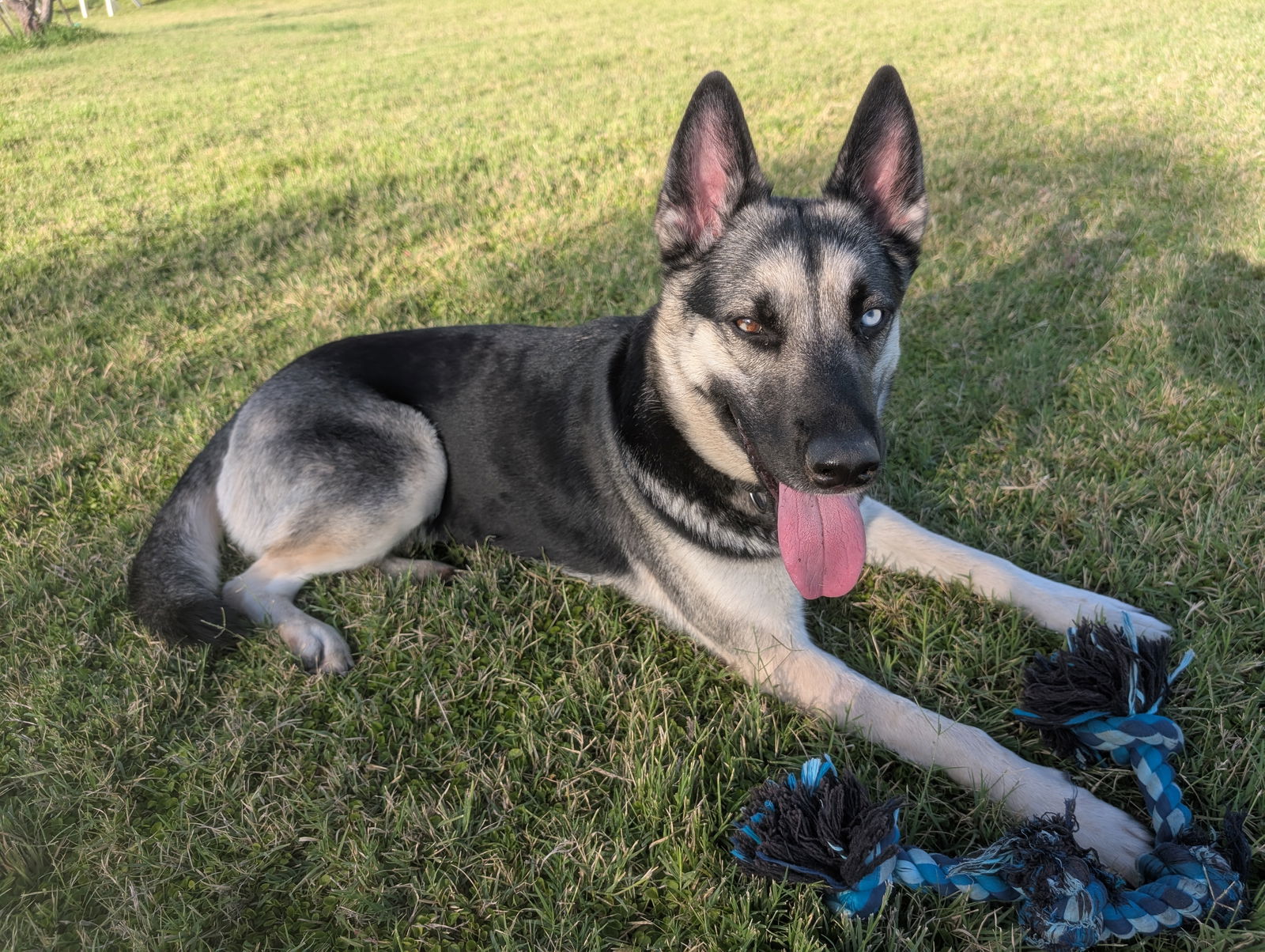 adoptable Dog in Chandler, AZ named CUPCAKE #2