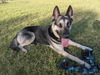 adoptable Dog in Chandler, AZ named CUPCAKE #2