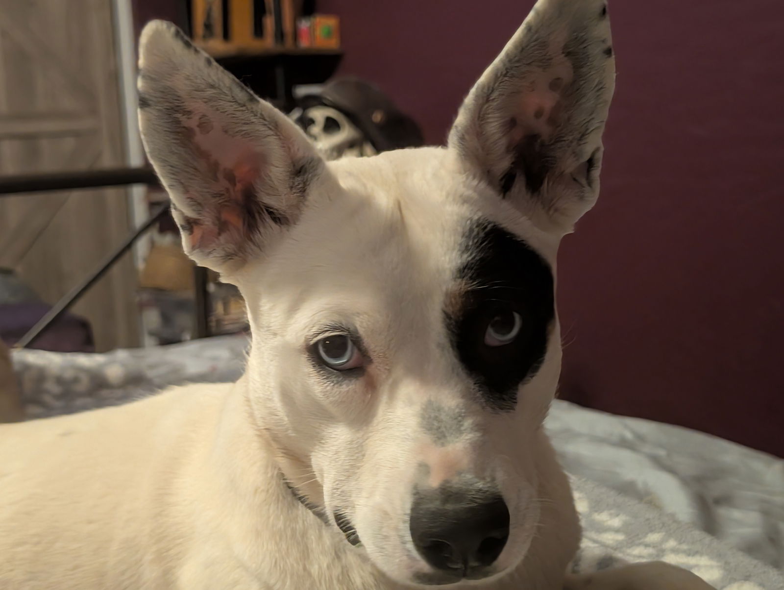 adoptable Dog in Chandler, AZ named PATCHES #5