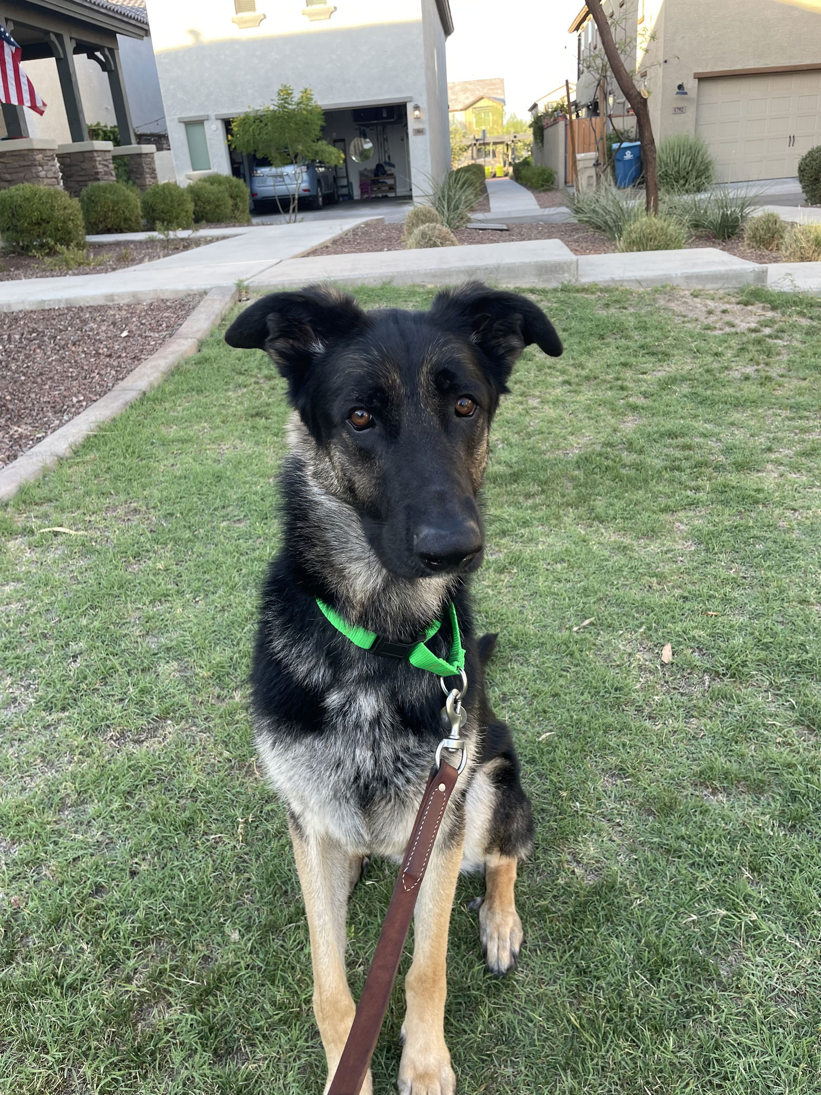 adoptable Dog in Chandler, AZ named DUTCH