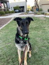 adoptable Dog in  named DUTCH