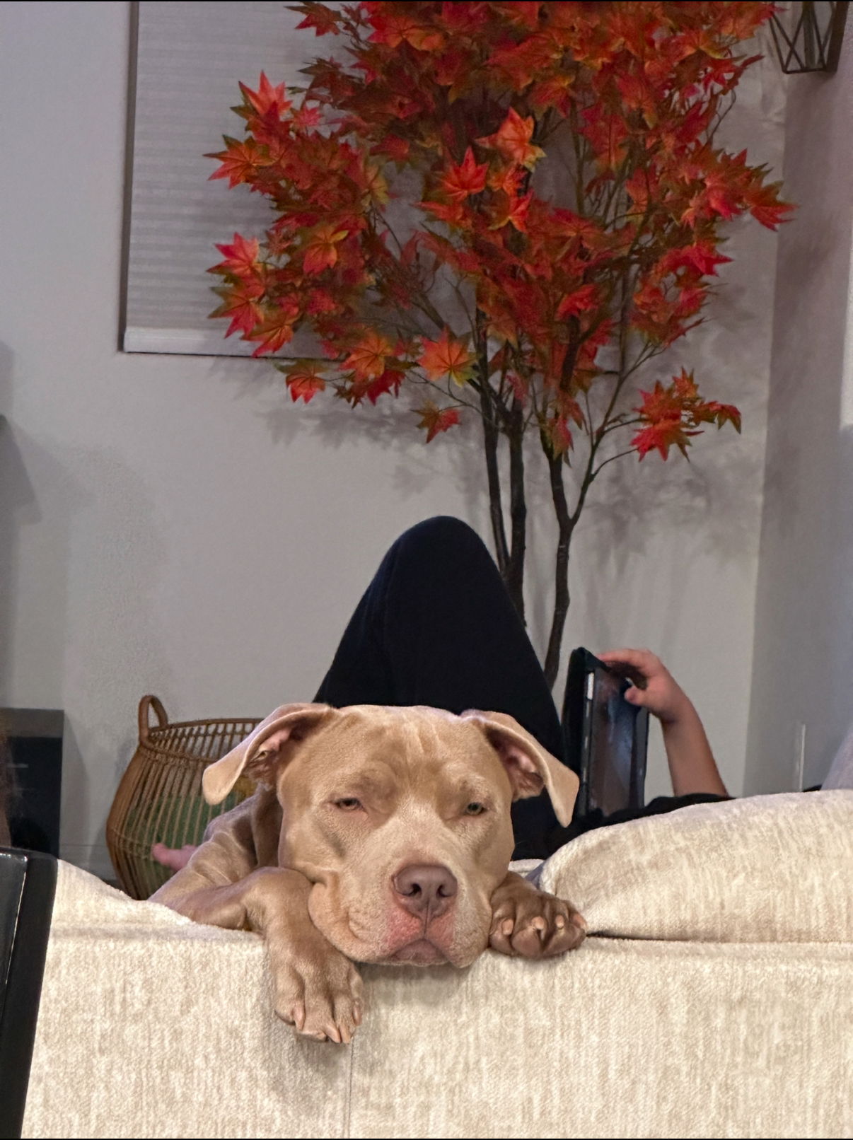 adoptable Dog in Chandler, AZ named KAI #4