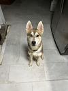adoptable Dog in Chandler, AZ named RUSTY
