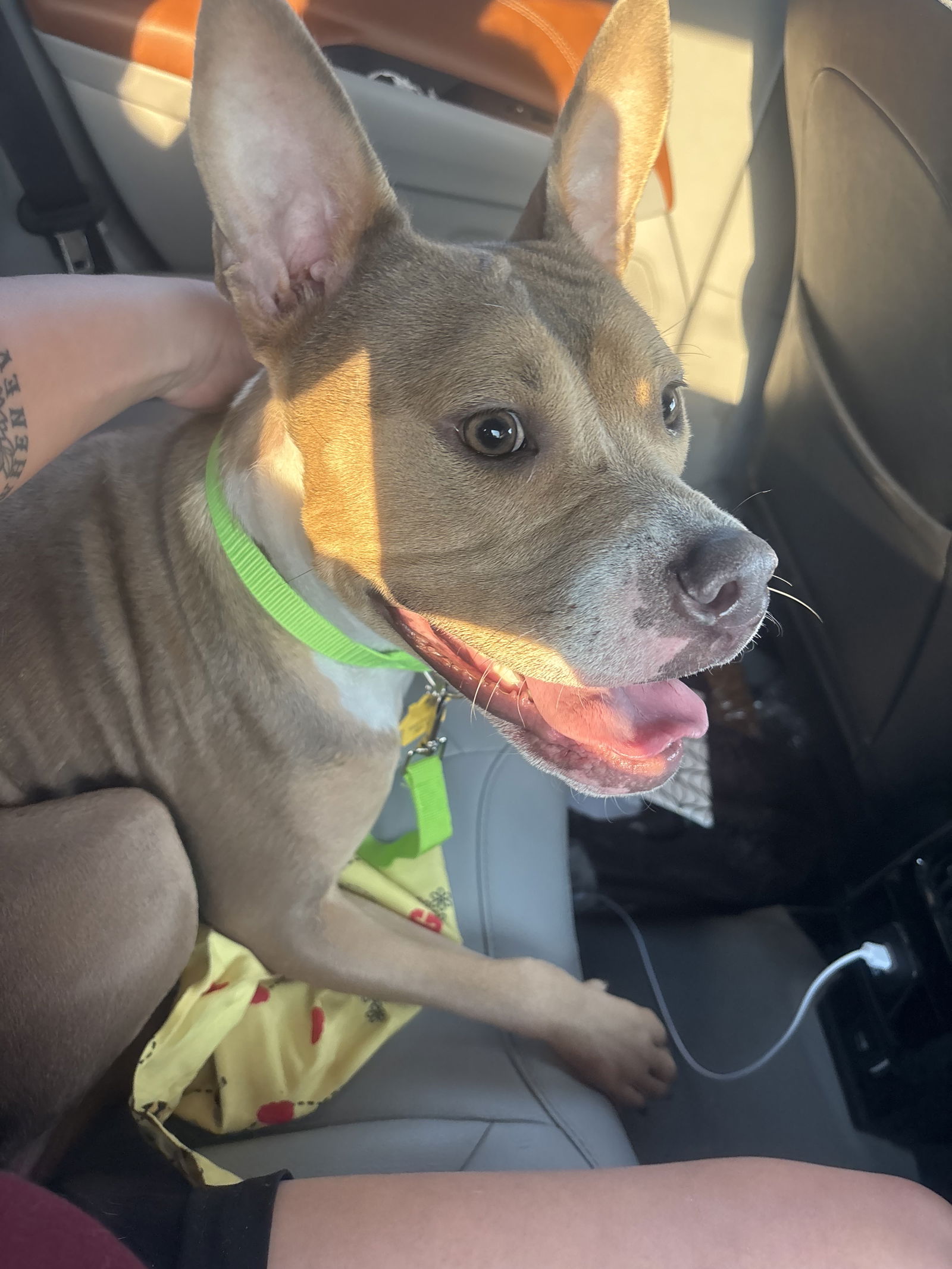 adoptable Dog in Chandler, AZ named PICKLES #2