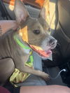 adoptable Dog in Chandler, AZ named PICKLES #2