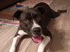 RYKER 2 - Photo 3