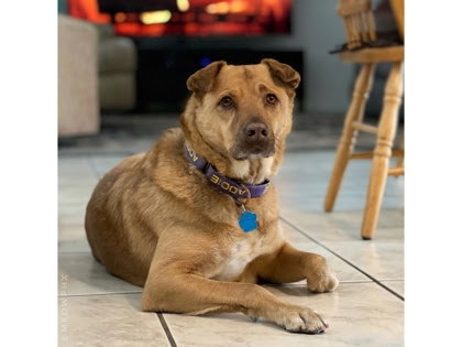 SYRUP - Chow Chow available for adoption