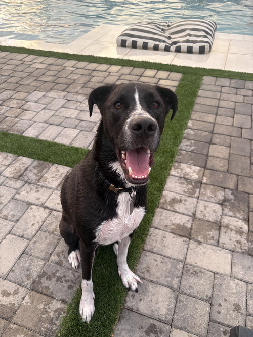 CLUTCH - Labrador Retriever / Pit Bull Terrier available for adoption
