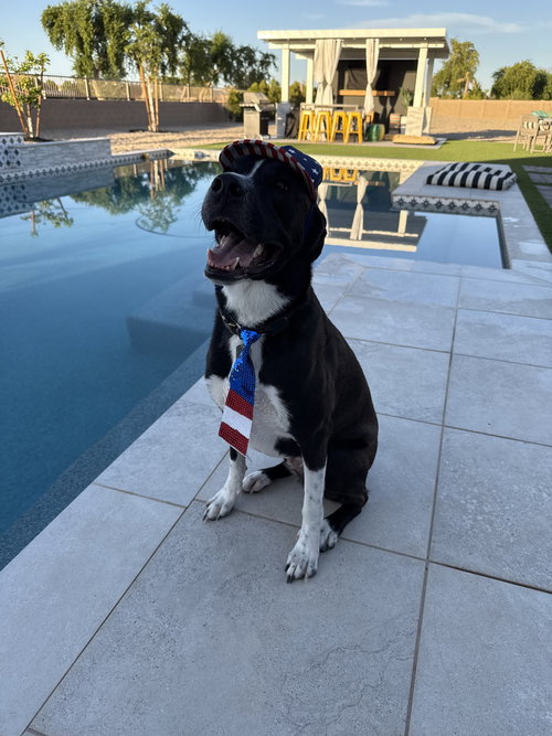 CLUTCH - Labrador Retriever / Pit Bull Terrier available for adoption