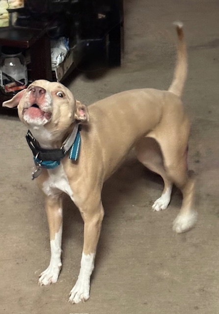 BLONDIE #3 - Pit Bull Terrier available for adoption