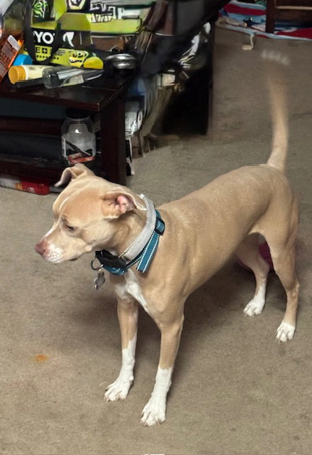 BLONDIE #3 - Pit Bull Terrier available for adoption