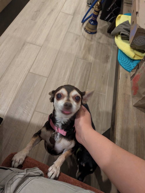 SASSY - Chihuahua / Miniature Pinscher available for adoption