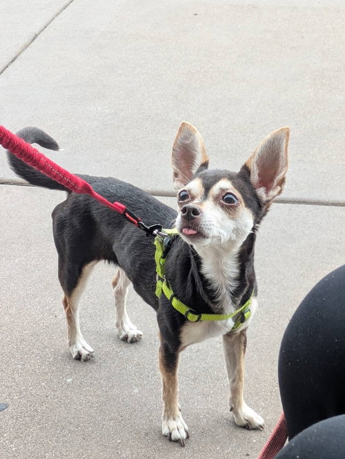 SASSY - Chihuahua / Miniature Pinscher available for adoption
