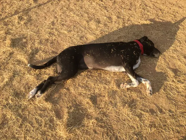 Bailey image 2