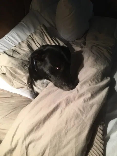 Bailey image 3