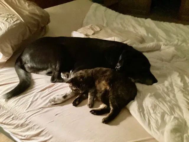 Bailey image 4