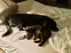 BAILEY #17 - Photo 4