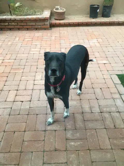 Bailey - Black Labrador Retriever