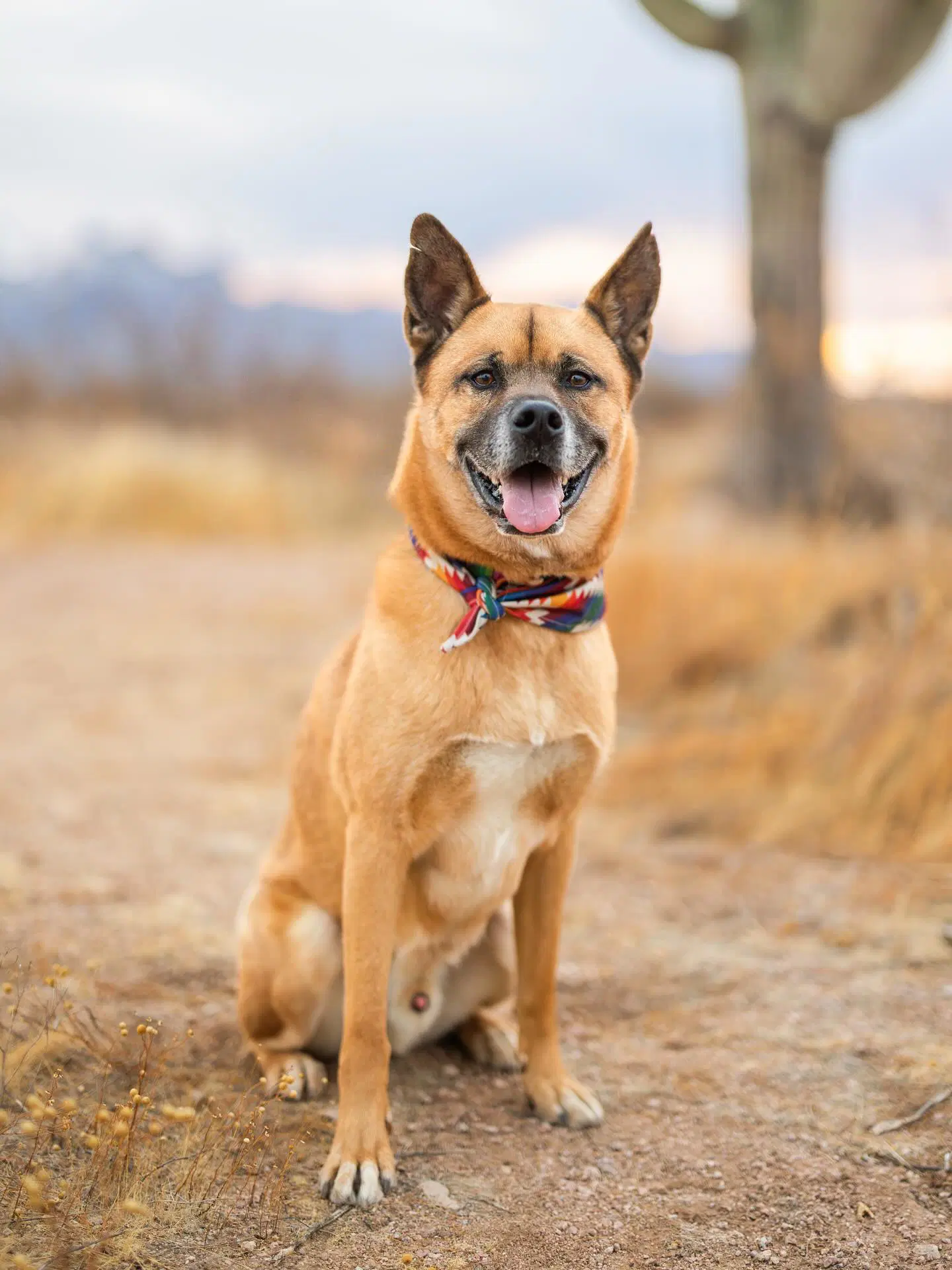 Cletus - German Shepherd Dog