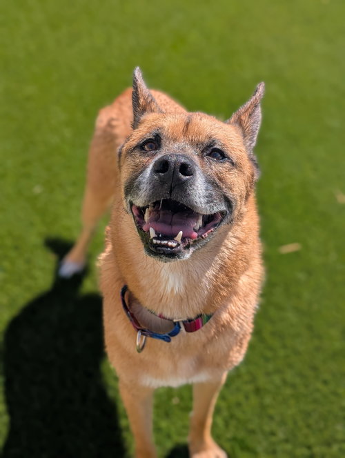 CLETUS - German Shepherd Dog available for adoption