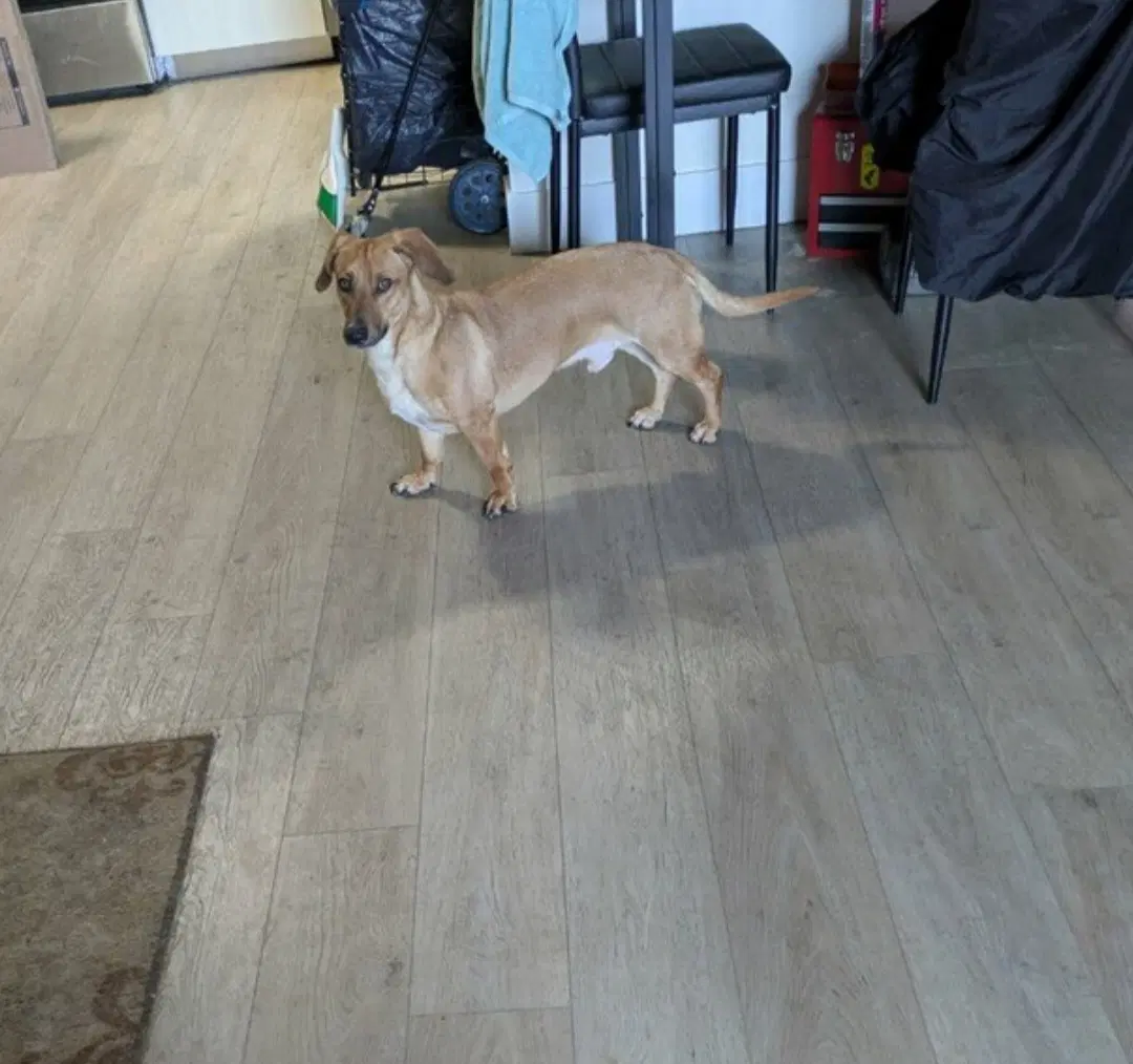 Nike - Dachshund