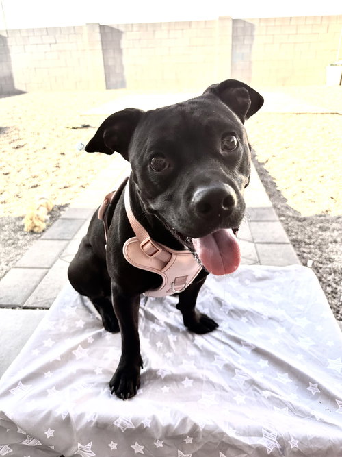 CHIQUITA #2 - Pit Bull Terrier available for adoption