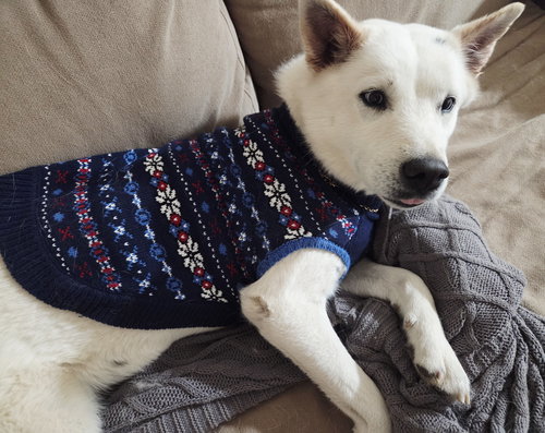 LUNA #14 - Husky / Shepherd available for adoption