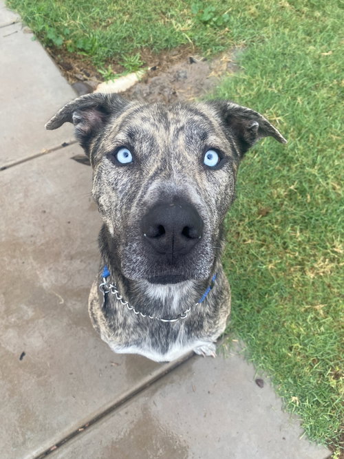FRANKY - Catahoula Leopard Dog / Boxer available for adoption
