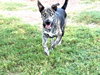 FRANKY - Photo 3