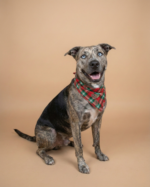 FRANKY - Catahoula Leopard Dog / Boxer available for adoption