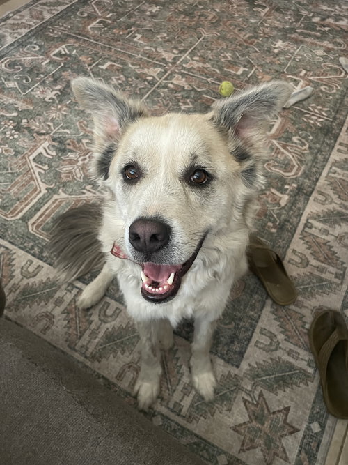 GRANDPA - Husky / Alaskan Malamute available for adoption