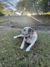 GRANDPA - Photo 3