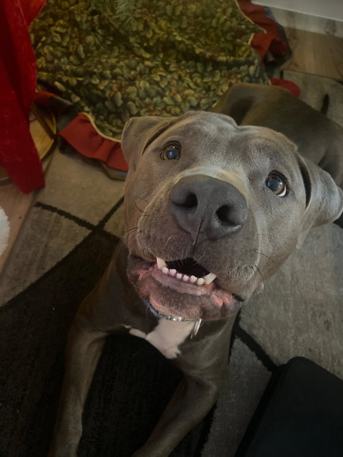PRINCE - American Staffordshire Terrier available for adoption