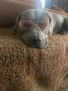 Prince - Photo 4