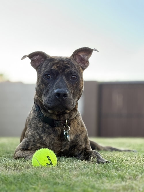 BRADY, an adoptable American Pit Bull Terrier in Chandler, AZ