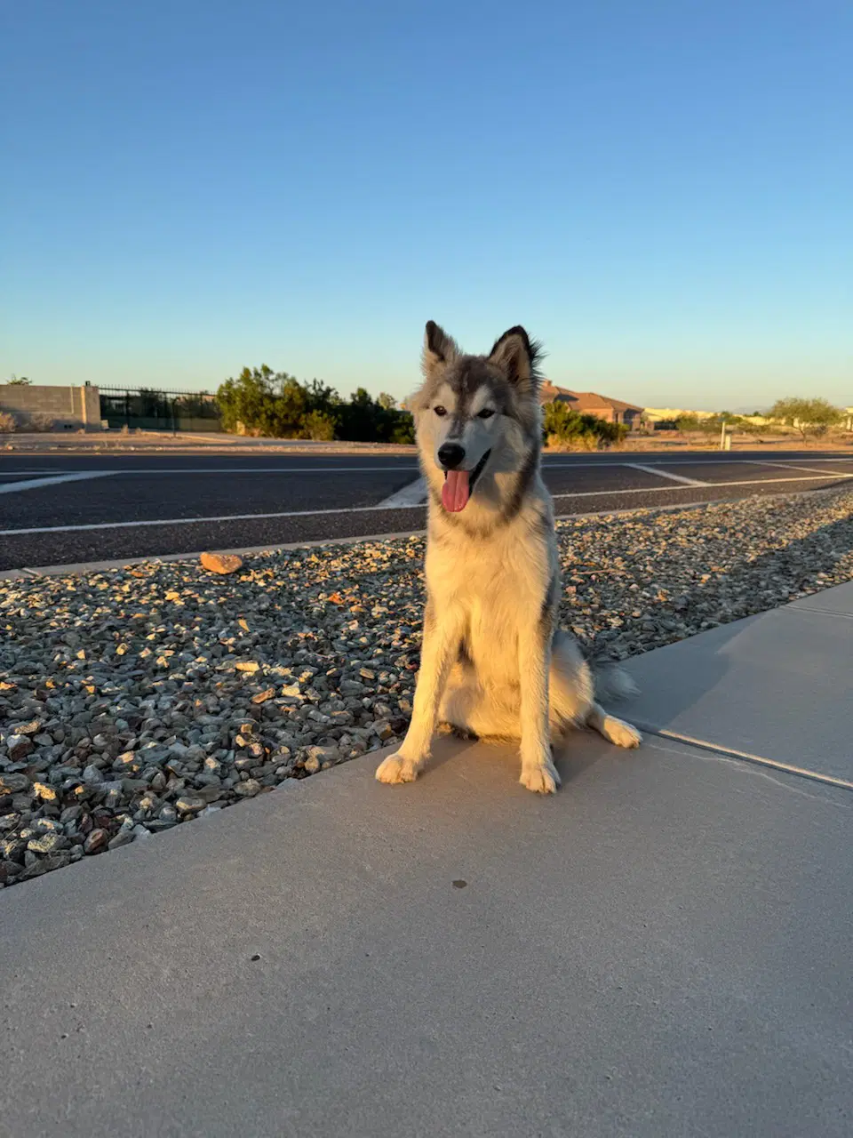 Agave Gavi - Husky